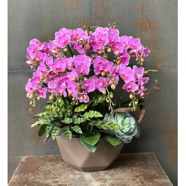 CHẬU LAN HỒ ĐIỆP MINI HỒNG